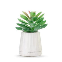 Load image into Gallery viewer, Mini Succulent