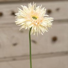Load image into Gallery viewer, Gerbera Daisy Stem, Cream Pink