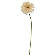 Load image into Gallery viewer, Gerbera Daisy Stem, Cream Pink