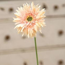 Load image into Gallery viewer, Gerbera Daisy Stem, Peach