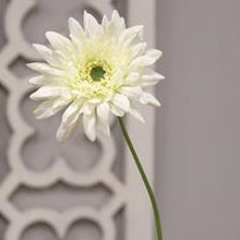 Load image into Gallery viewer, Blooming Daisy Stem, White
