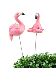 Load image into Gallery viewer, Flamingo Plant Pics
