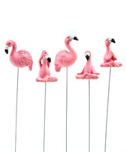 Load image into Gallery viewer, Flamingo Plant Pics